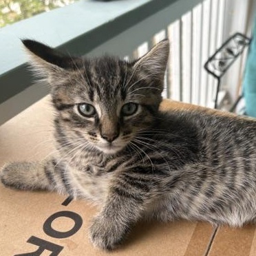 Finn, adopted, Kitten Male Domestic Medium Hair.