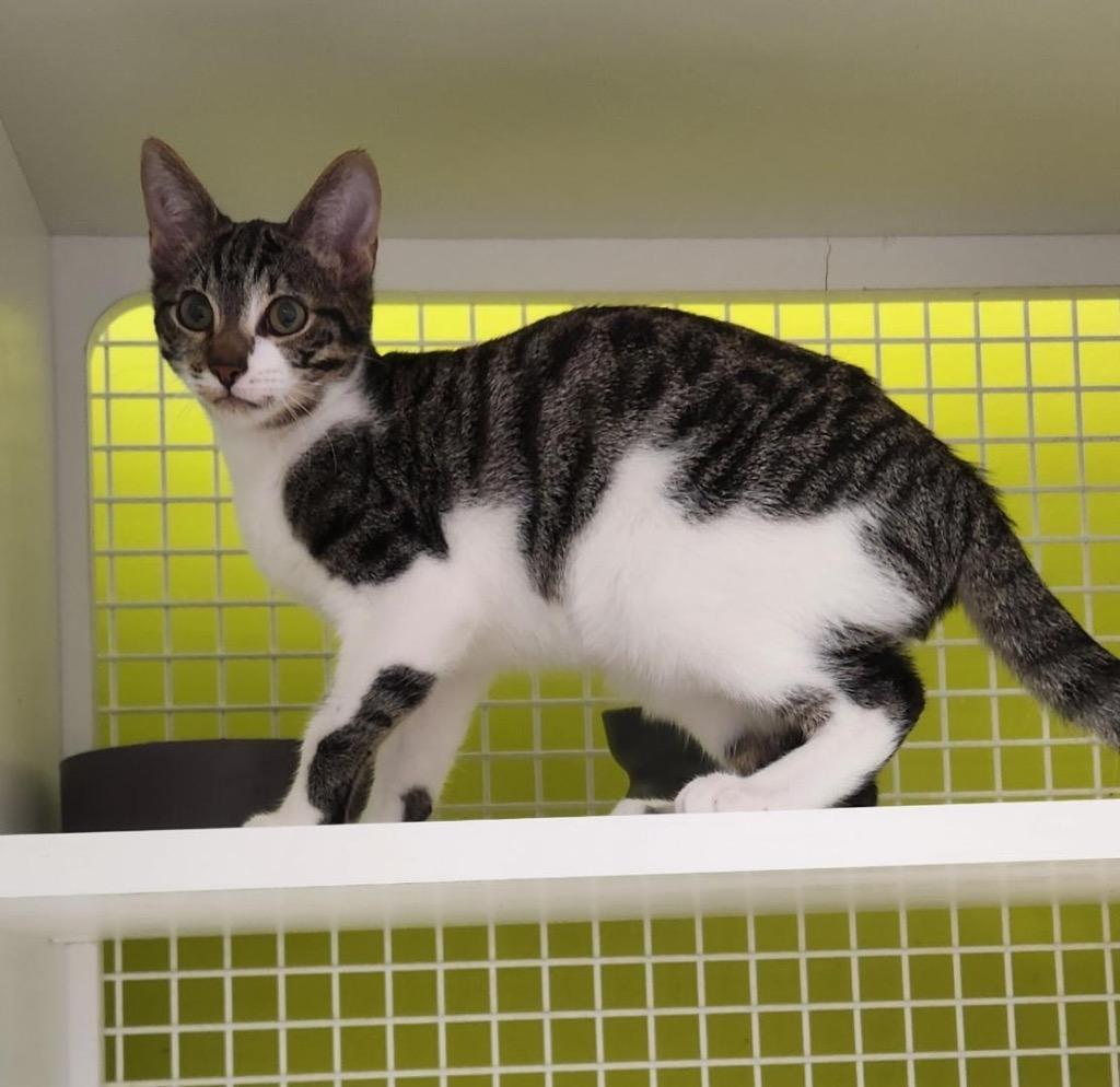 Enlarge Nemo, a Adopted mixed breed in Tampa, FL image 1/1