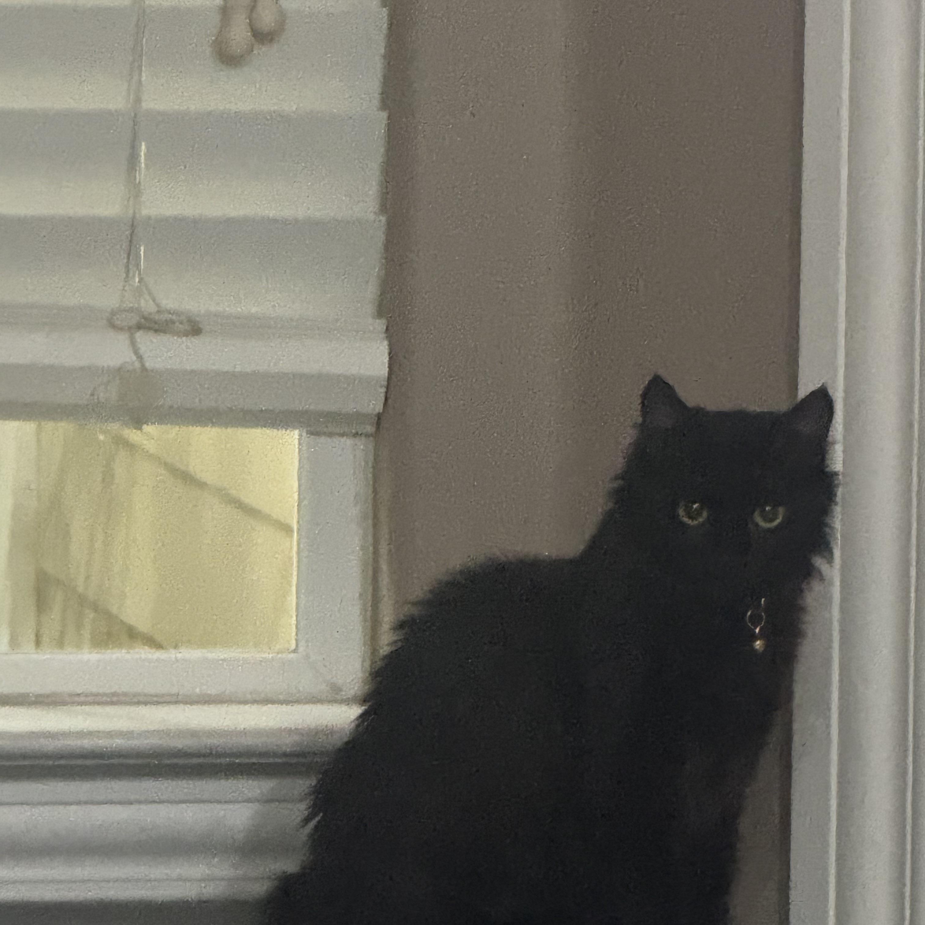 Enlarge Houdini, a ADOPTABLE Domestic Long Hair in Visalia, CA image 5/5