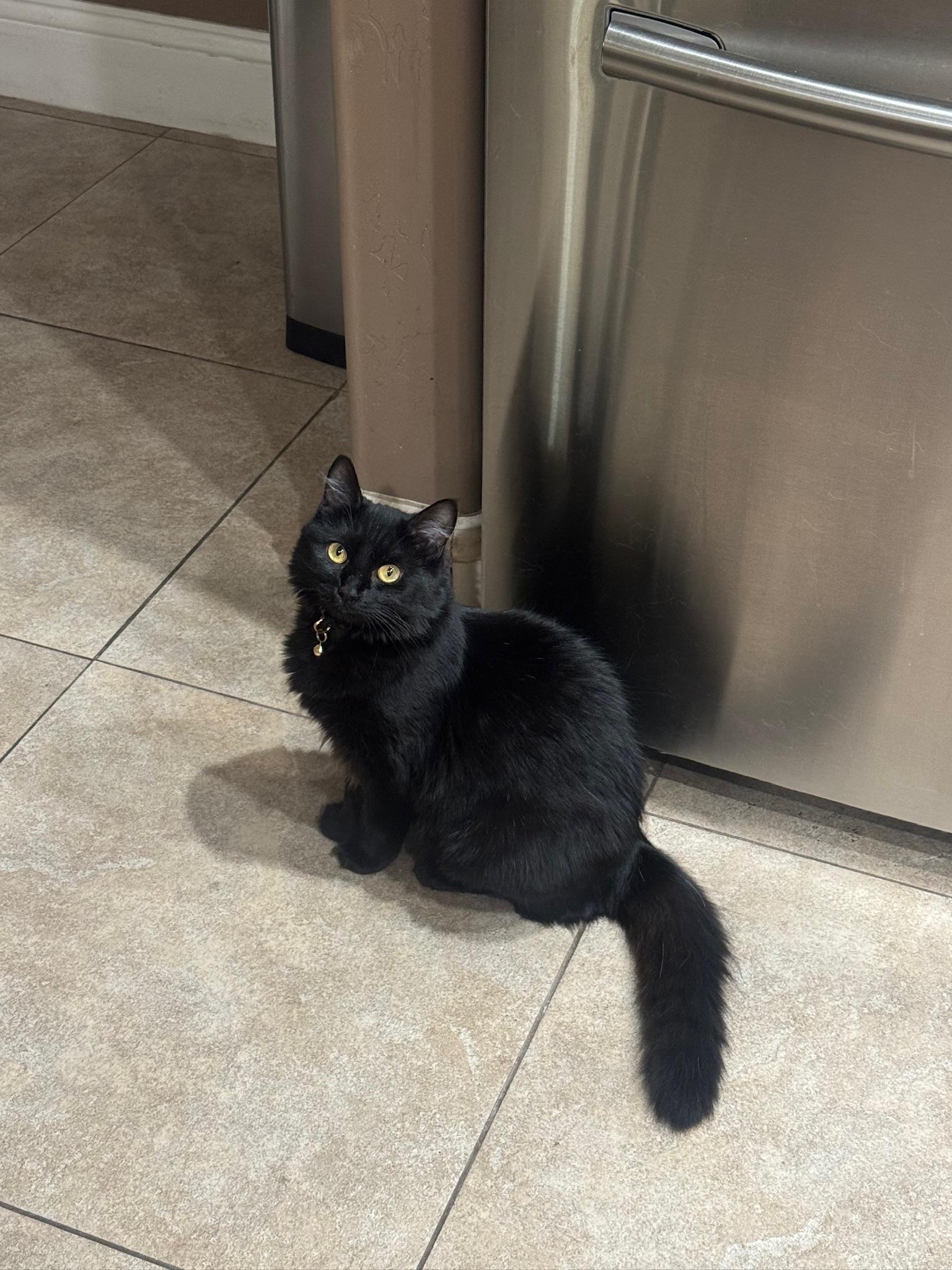 Houdini, ADOPTABLE, Kitten Female Domestic Long Hair.