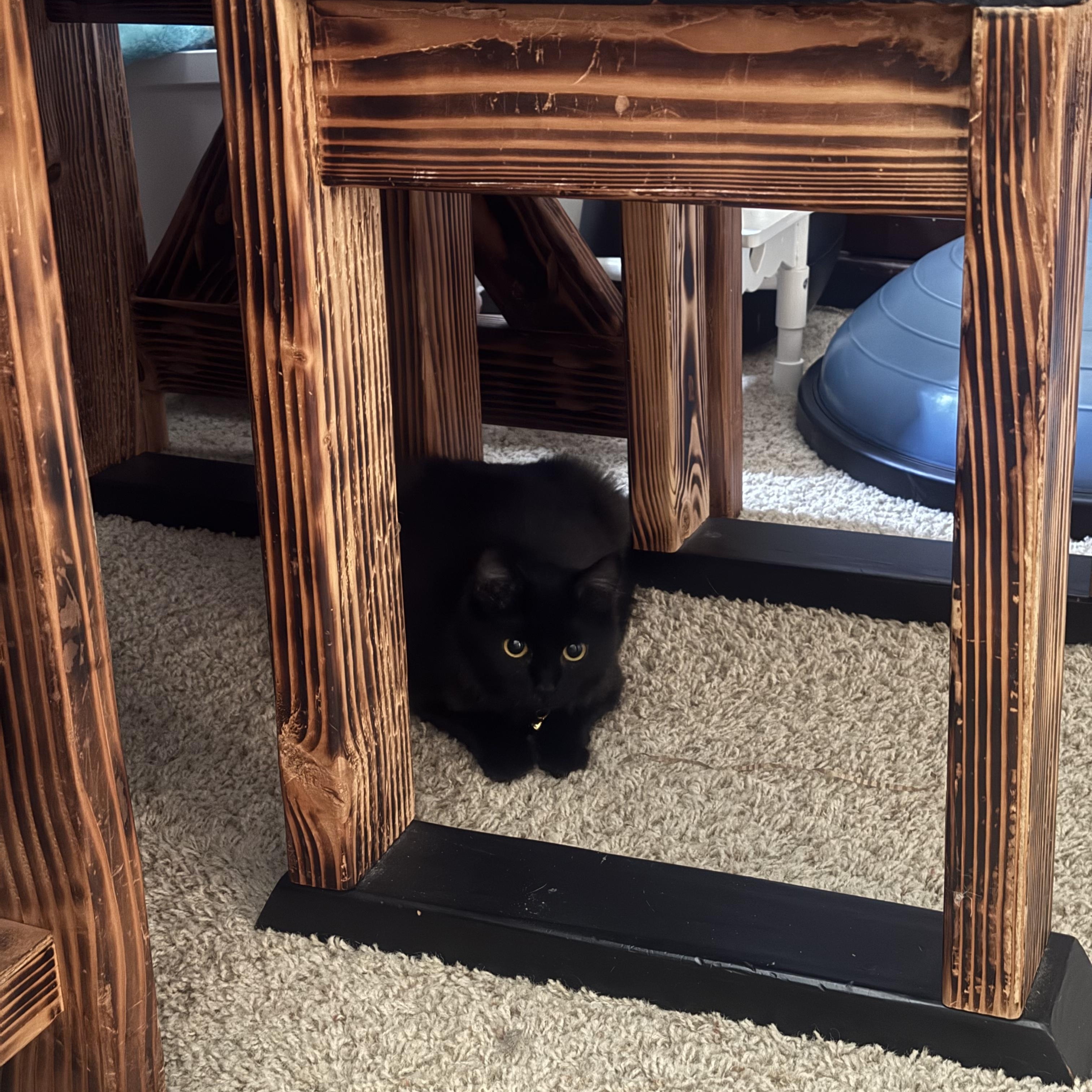 Enlarge Houdini, a ADOPTABLE Domestic Long Hair in Visalia, CA image 2/5