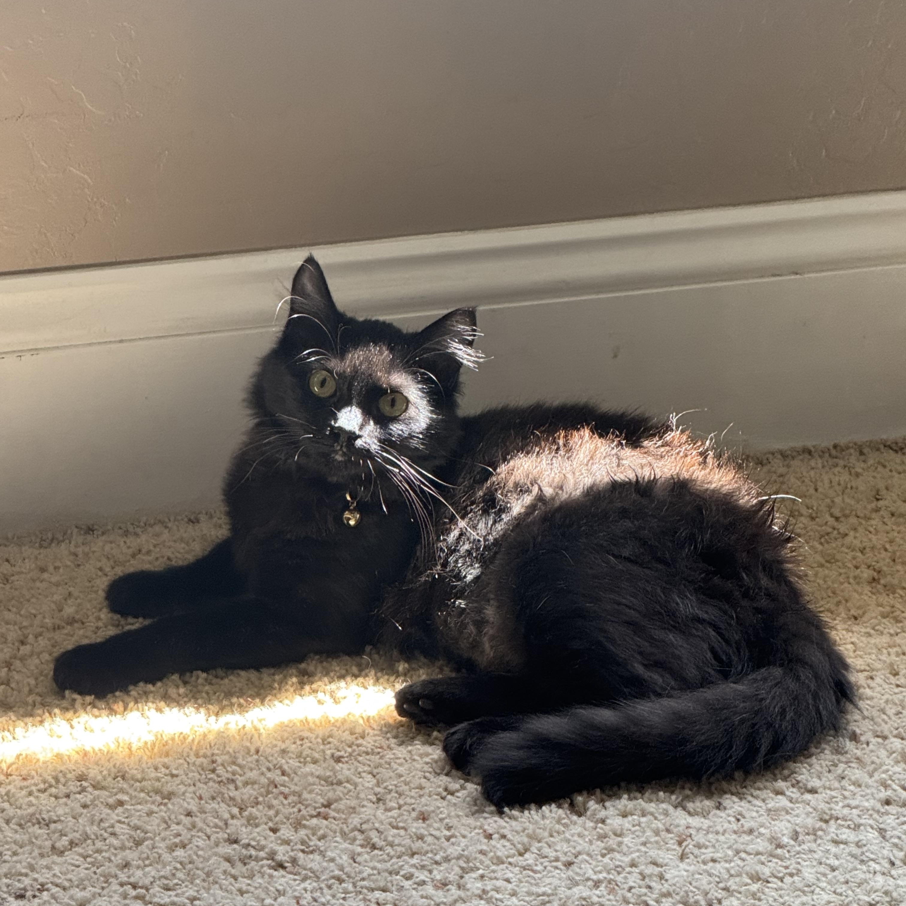 Houdini, ADOPTABLE, Kitten Female Domestic Long Hair.