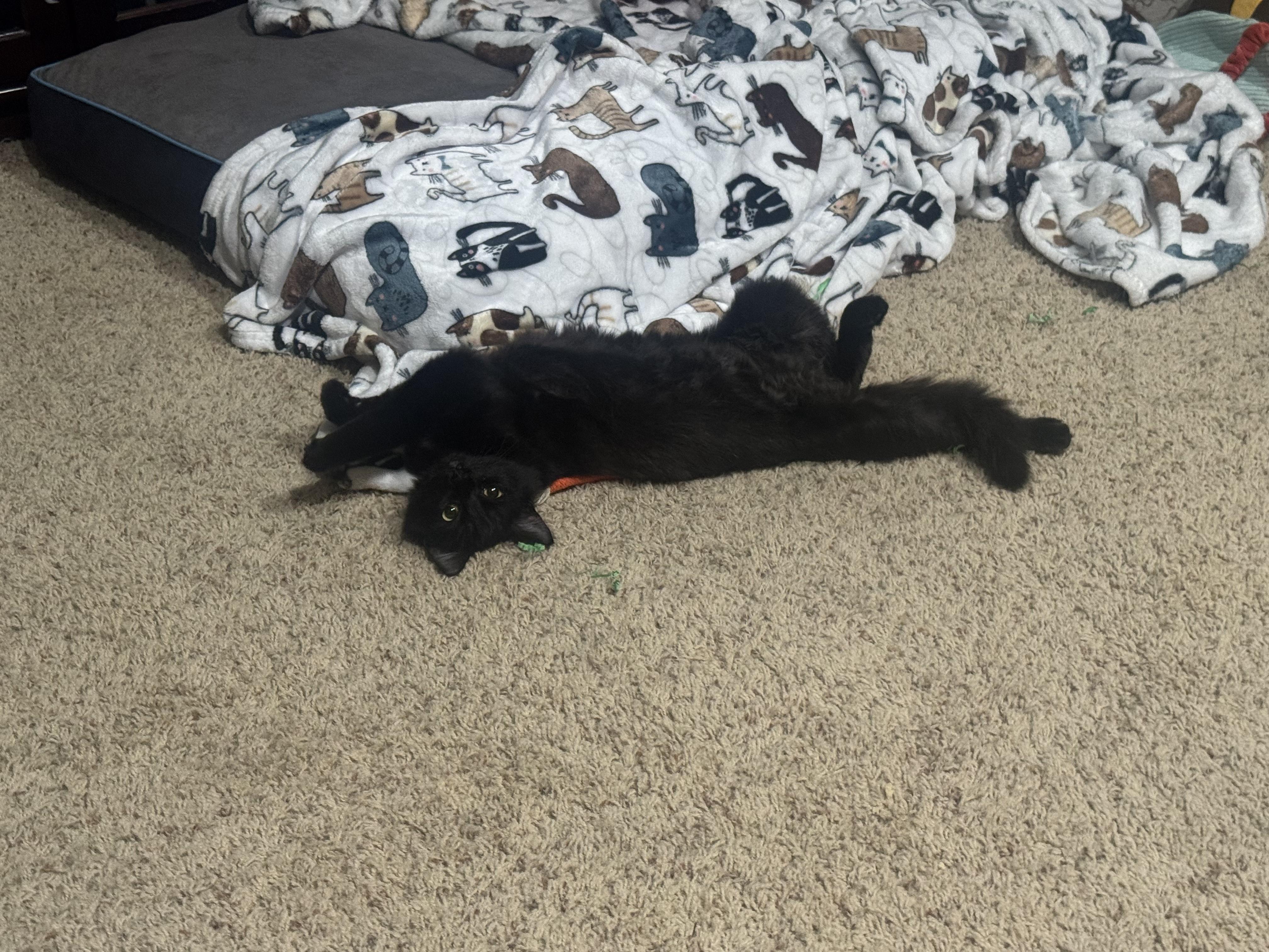 Enlarge Houdini, a ADOPTABLE Domestic Long Hair in Visalia, CA image 5/6
