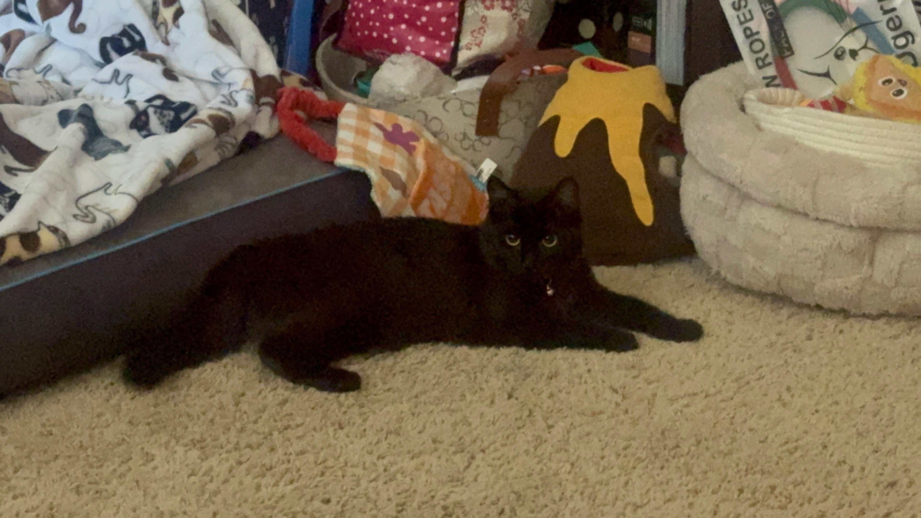 Enlarge Houdini, a ADOPTABLE Domestic Long Hair in Visalia, CA image 3/5