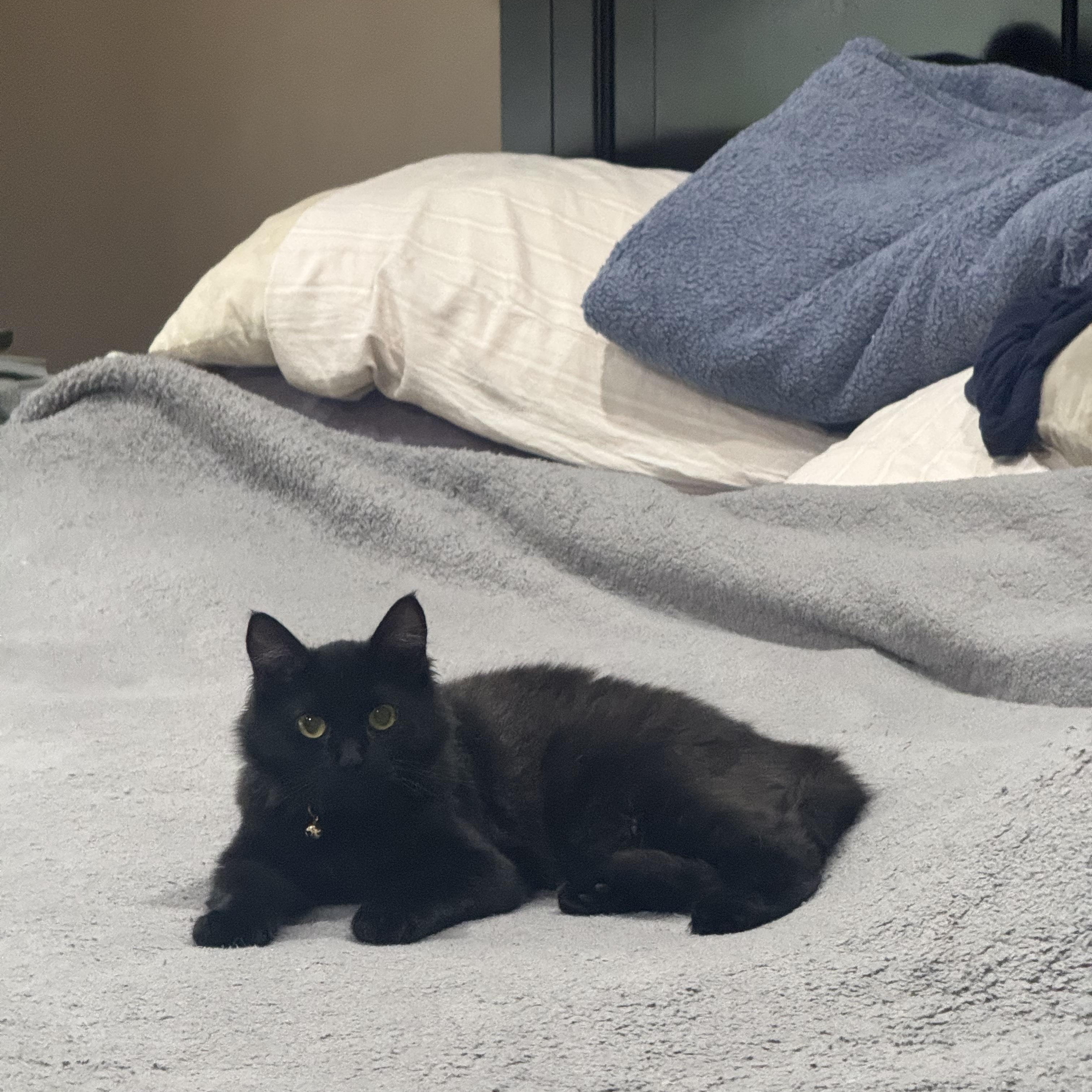 Enlarge Houdini, a ADOPTABLE Domestic Long Hair in Visalia, CA image 6/6