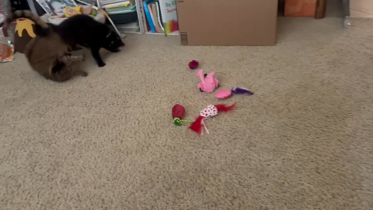 Enlarge Houdini, a ADOPTABLE Domestic Long Hair in Visalia, CA video 4/5