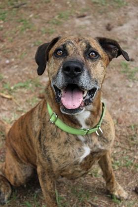 05005B Flint, a Adoptable mixed breed in North Charleston, SC image 1/3