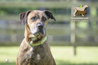 05005B Flint, a Adoptable mixed breed in North Charleston, SC image 2/3