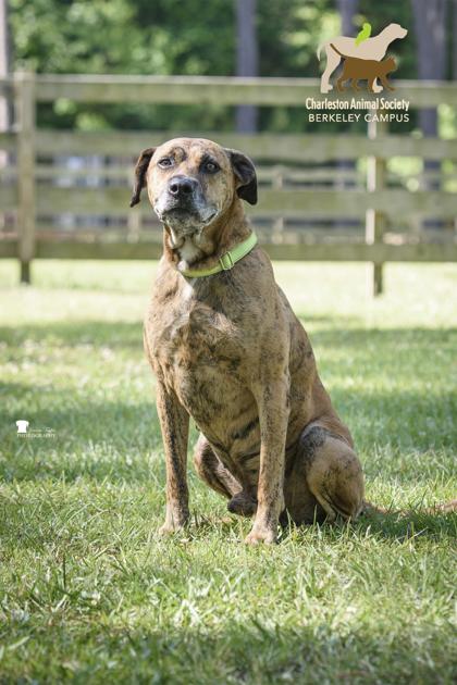 05005B Flint, a Adoptable mixed breed in North Charleston, SC image 3/3