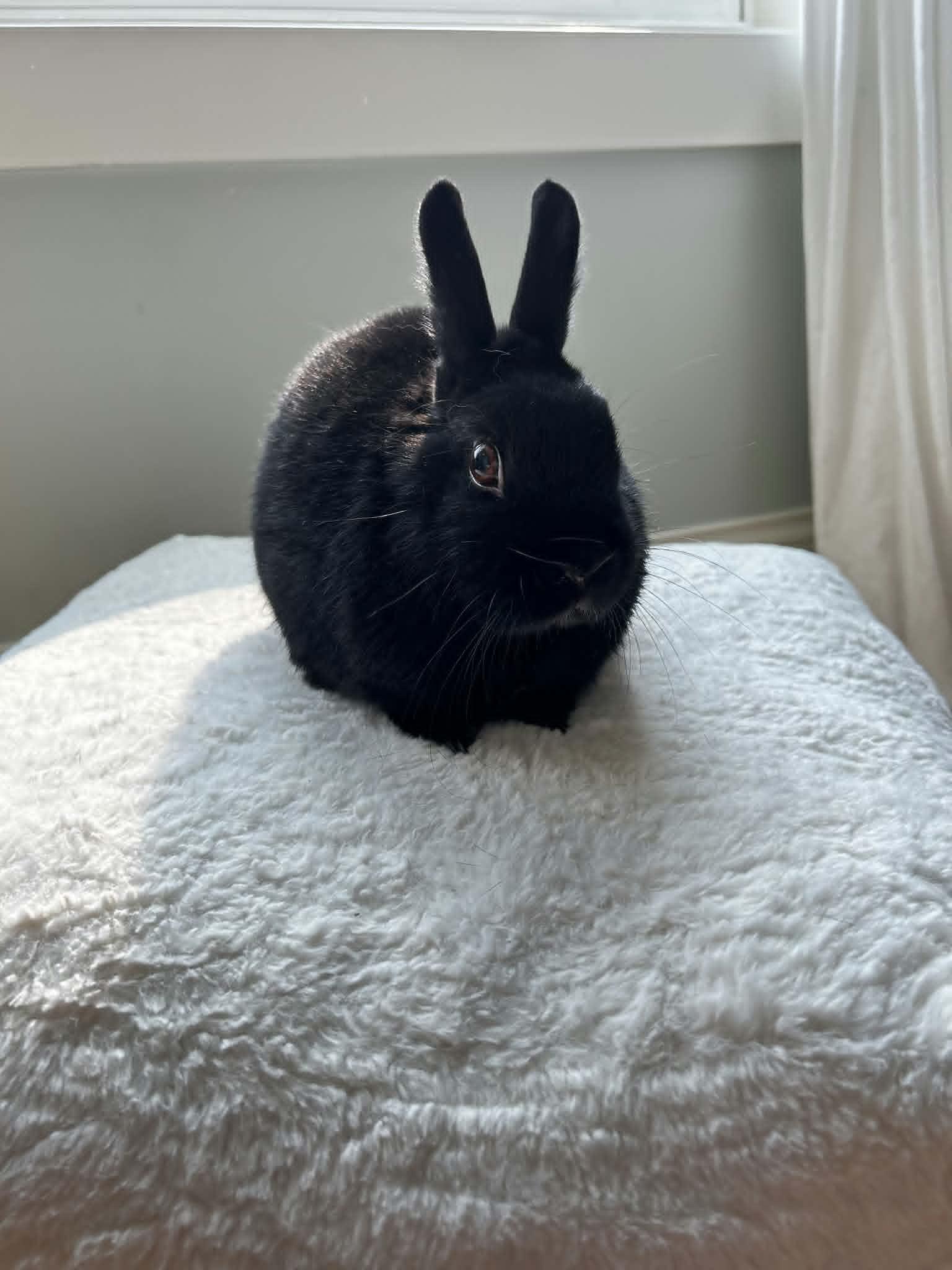 Enlarge Bun Bun, a ADOPTABLE Dwarf in Sauk Village, IL image 4/4