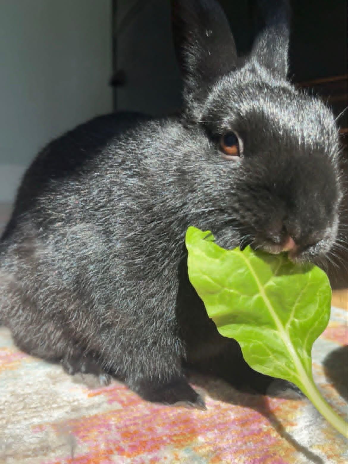 Enlarge Bun Bun, a ADOPTABLE Dwarf in Sauk Village, IL image 1/4