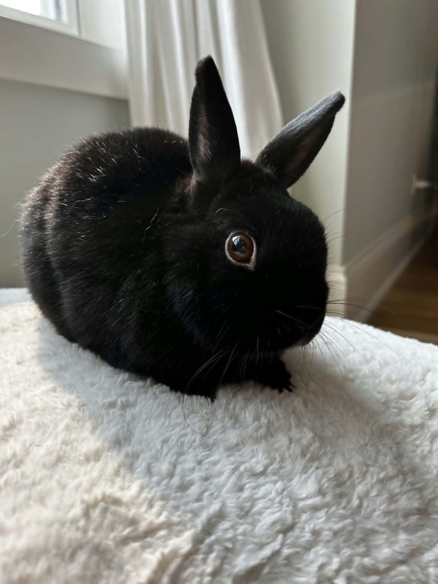 Enlarge Bun Bun, a ADOPTABLE Dwarf in Sauk Village, IL image 3/4