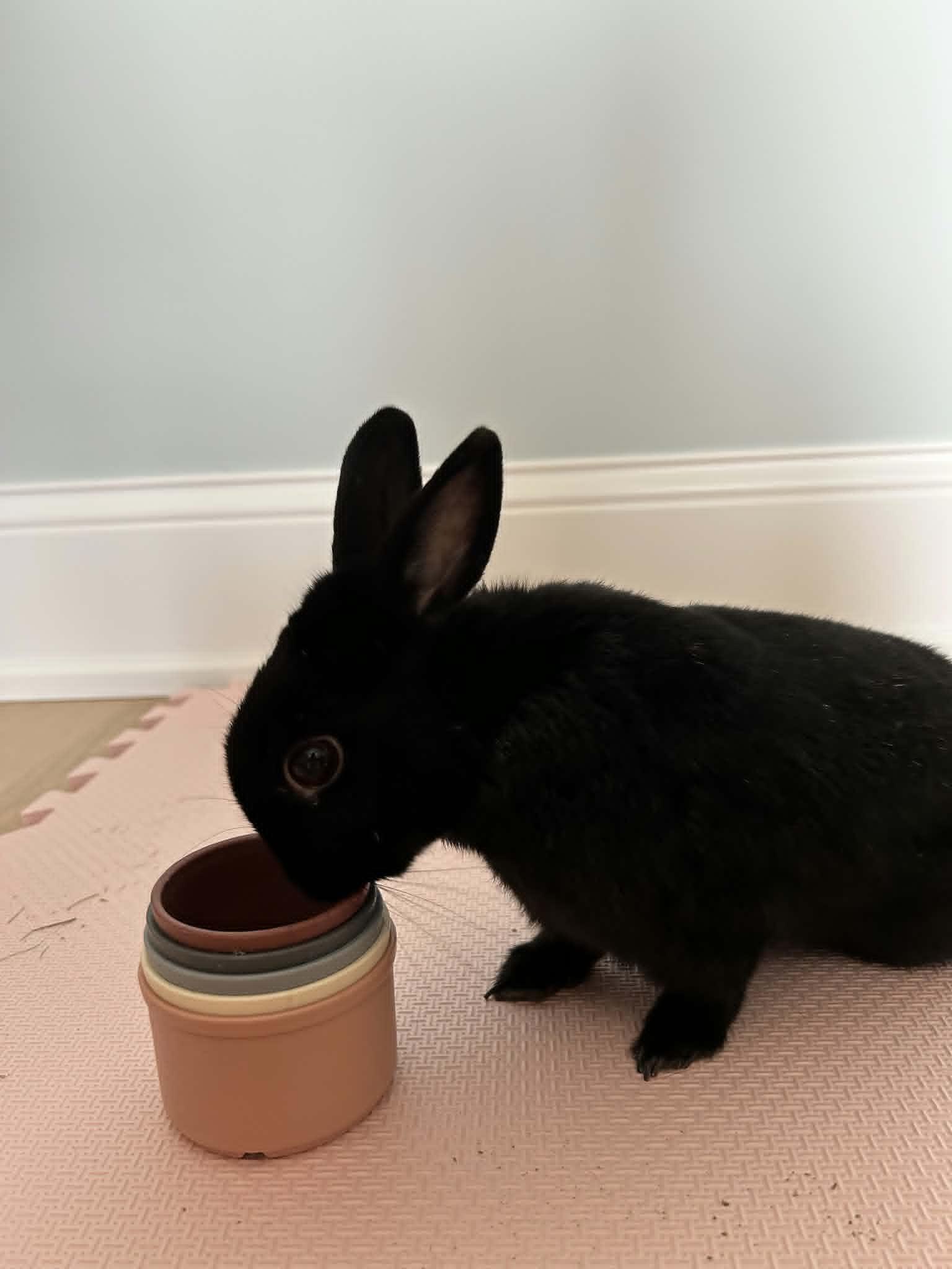 Enlarge Bun Bun, a ADOPTABLE Dwarf in Sauk Village, IL image 2/4