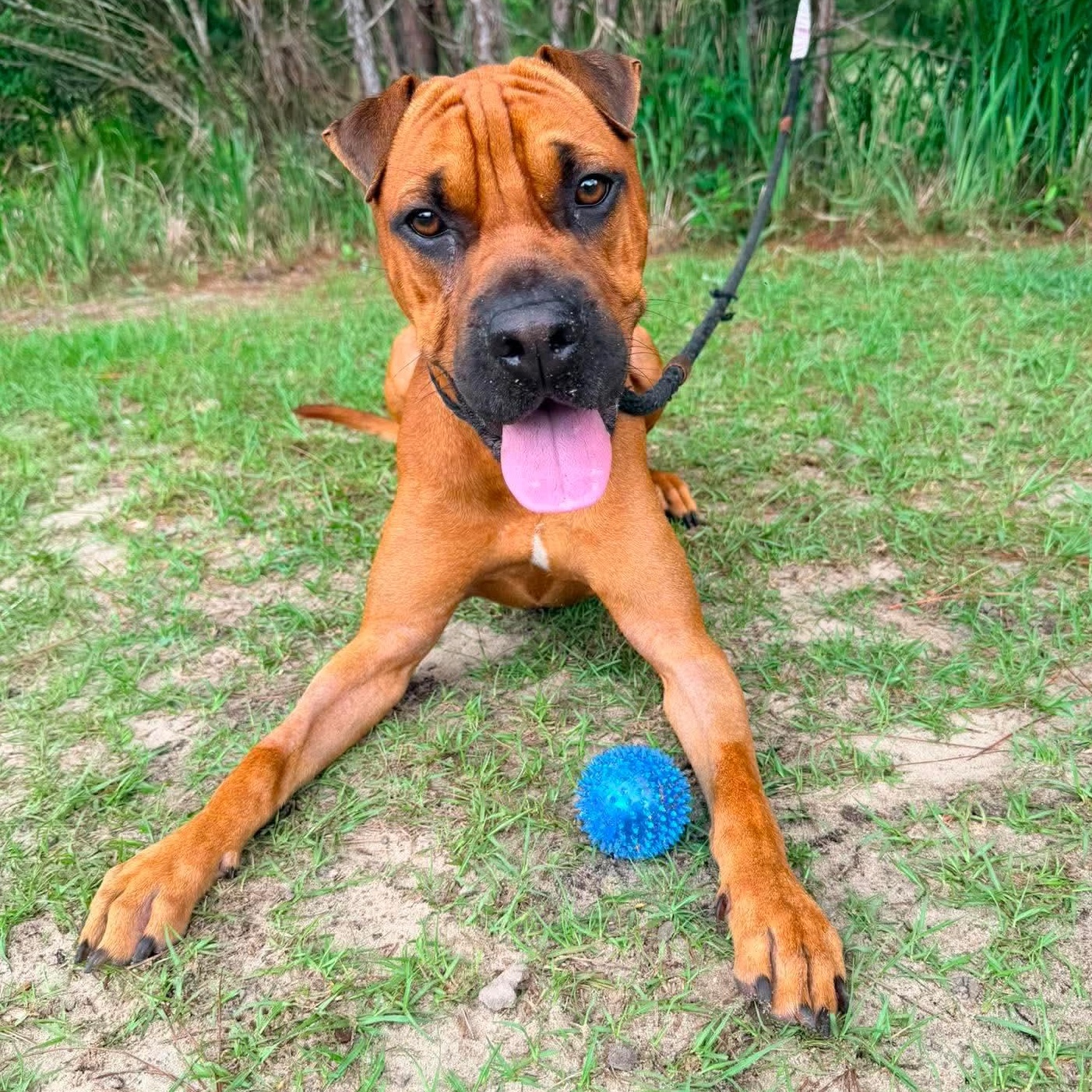 Enlarge Rocco, an adopted mixed breed in Grand Rapids, MI image 4/5