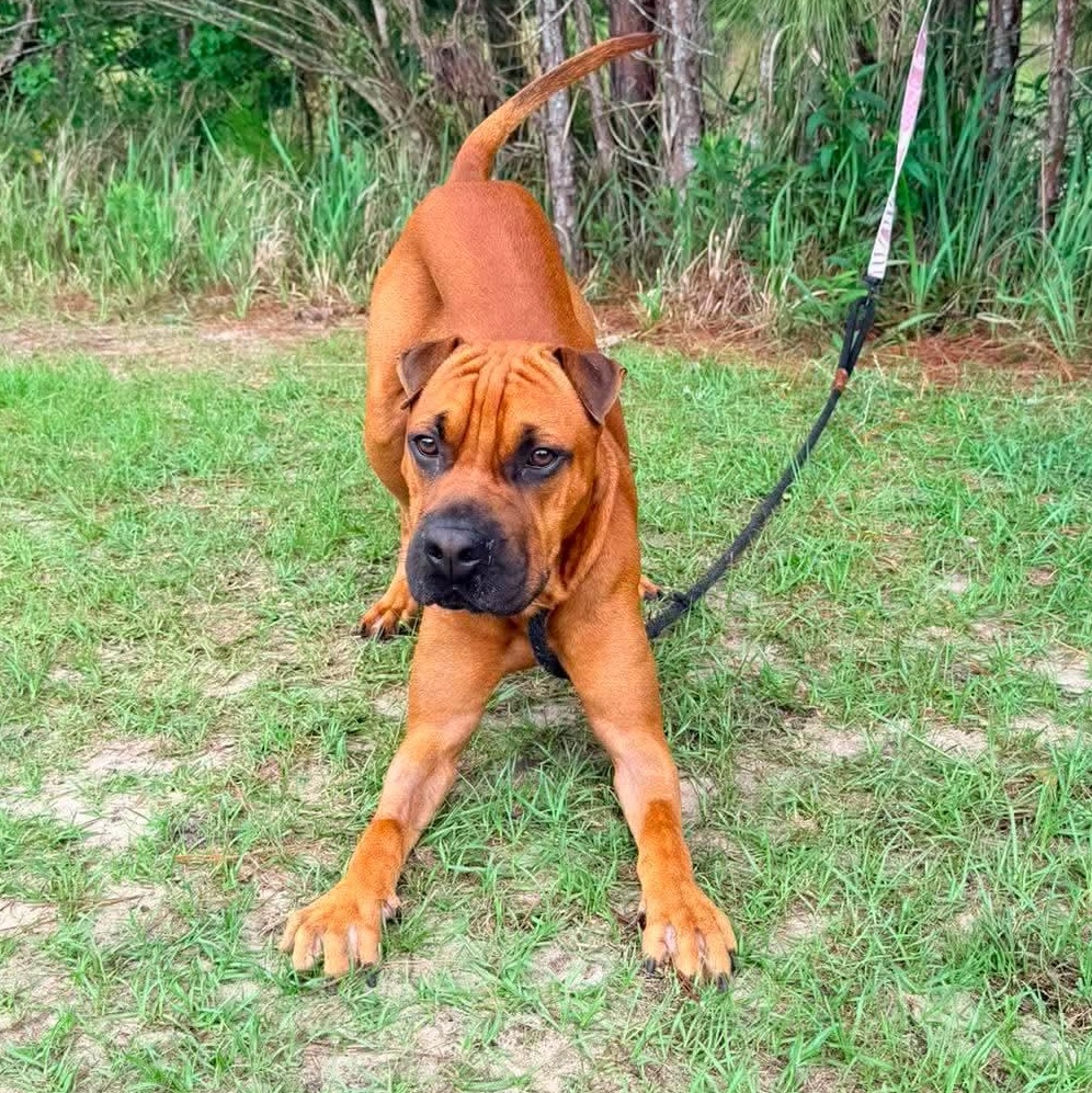Enlarge Rocco, an adopted mixed breed in Grand Rapids, MI image 2/5