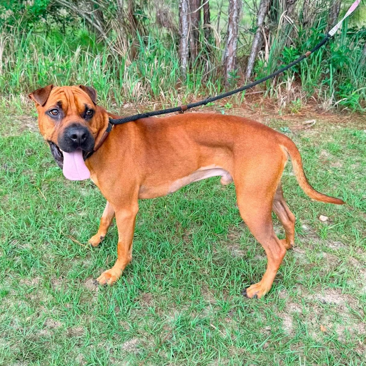 Enlarge Rocco, an adopted mixed breed in Grand Rapids, MI image 5/5