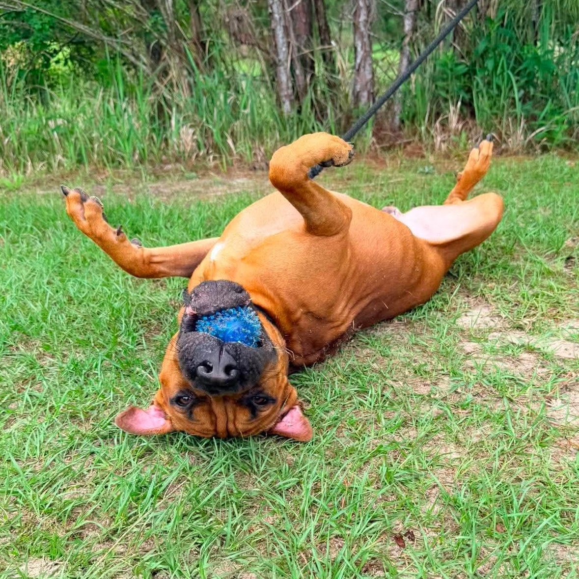 Enlarge Rocco, an adopted mixed breed in Grand Rapids, MI image 3/5