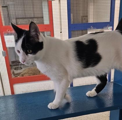 Cupid, Adoptable, Young Male Domestic Short Hair & Domestic Short Hair.