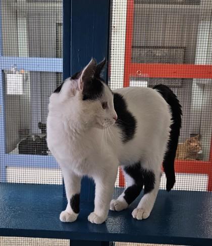 Cupid, Adoptable, Young Male Domestic Short Hair & Domestic Short Hair.