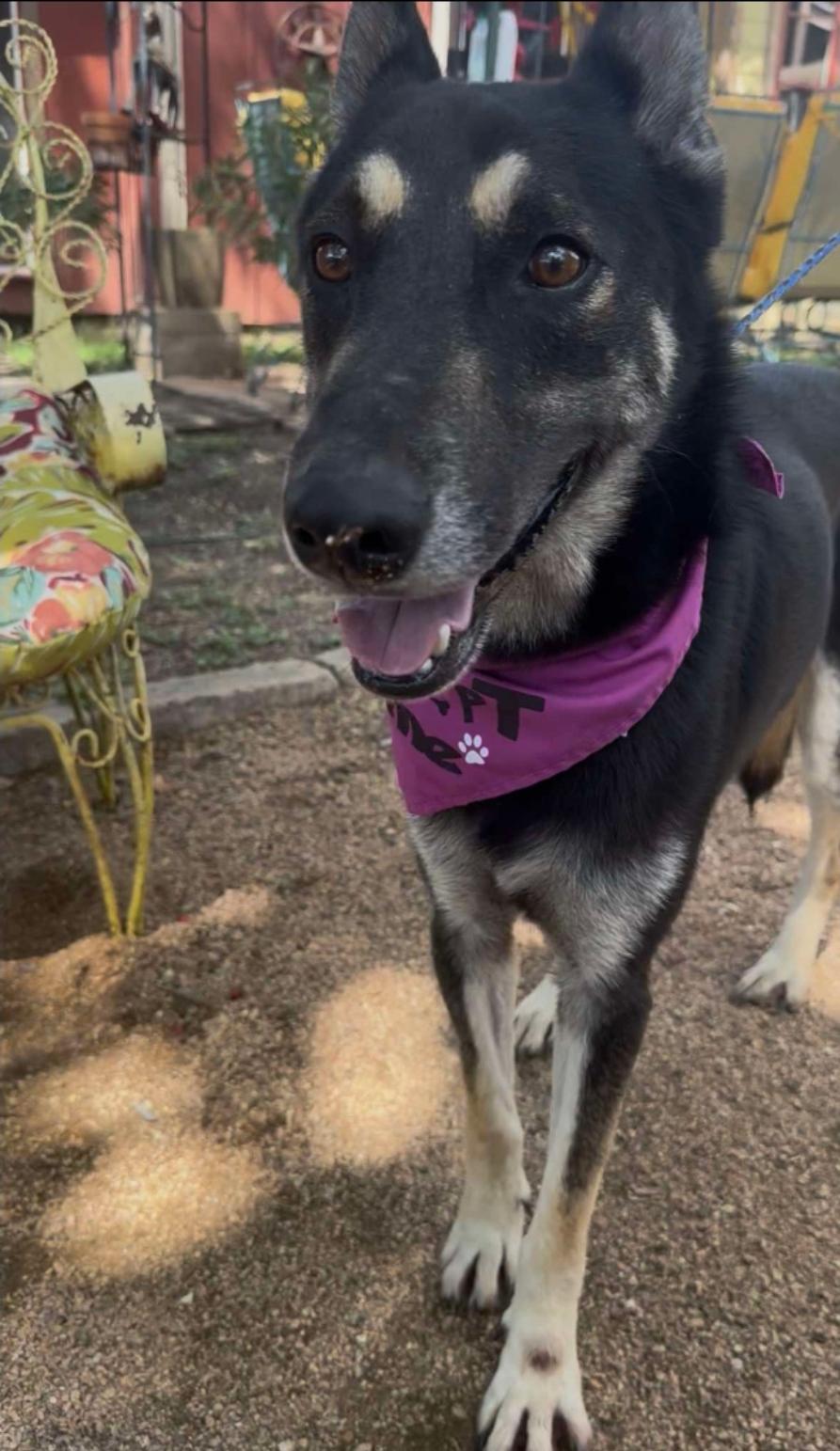 Corey, an adoptable German Shepherd Dog in Garden Valley, ID, 83622 | Photo Image 1
