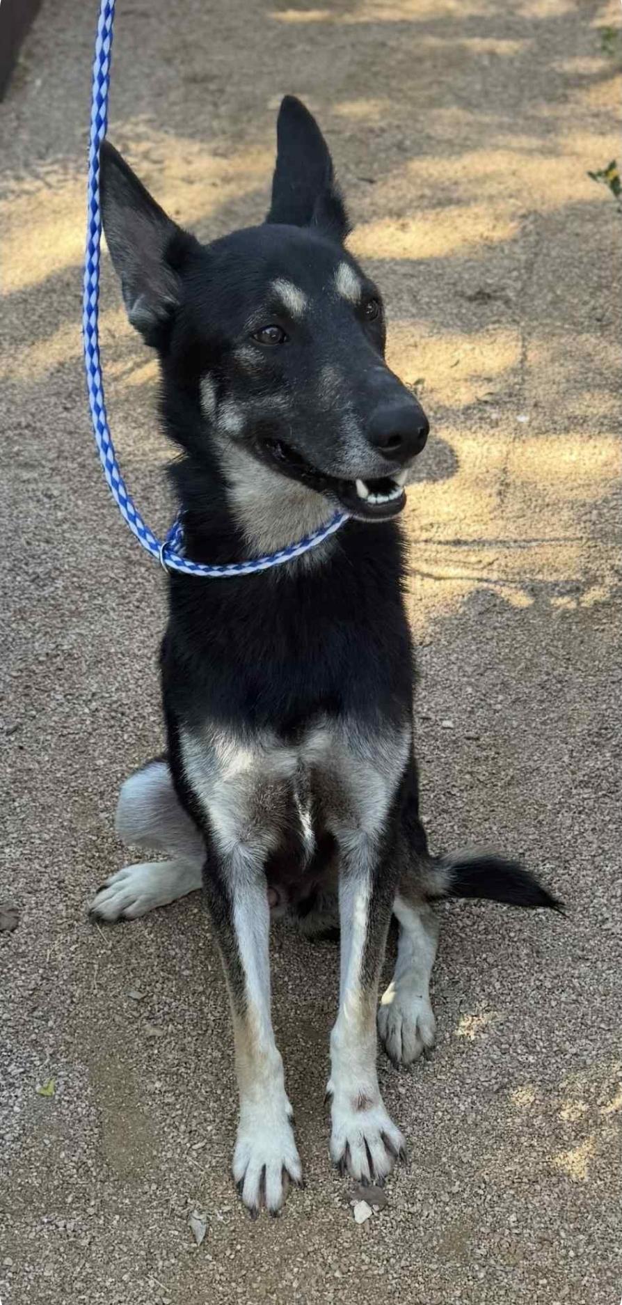Corey, an adoptable German Shepherd Dog in Garden Valley, ID, 83622 | Photo Image 6