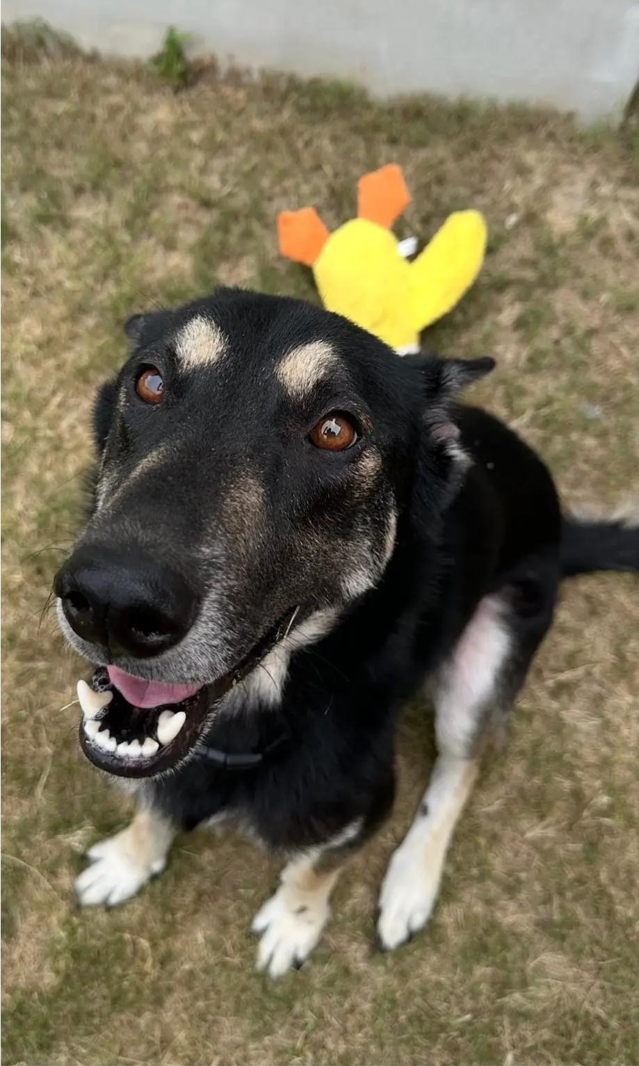Corey, an adoptable German Shepherd Dog in Garden Valley, ID, 83622 | Photo Image 3