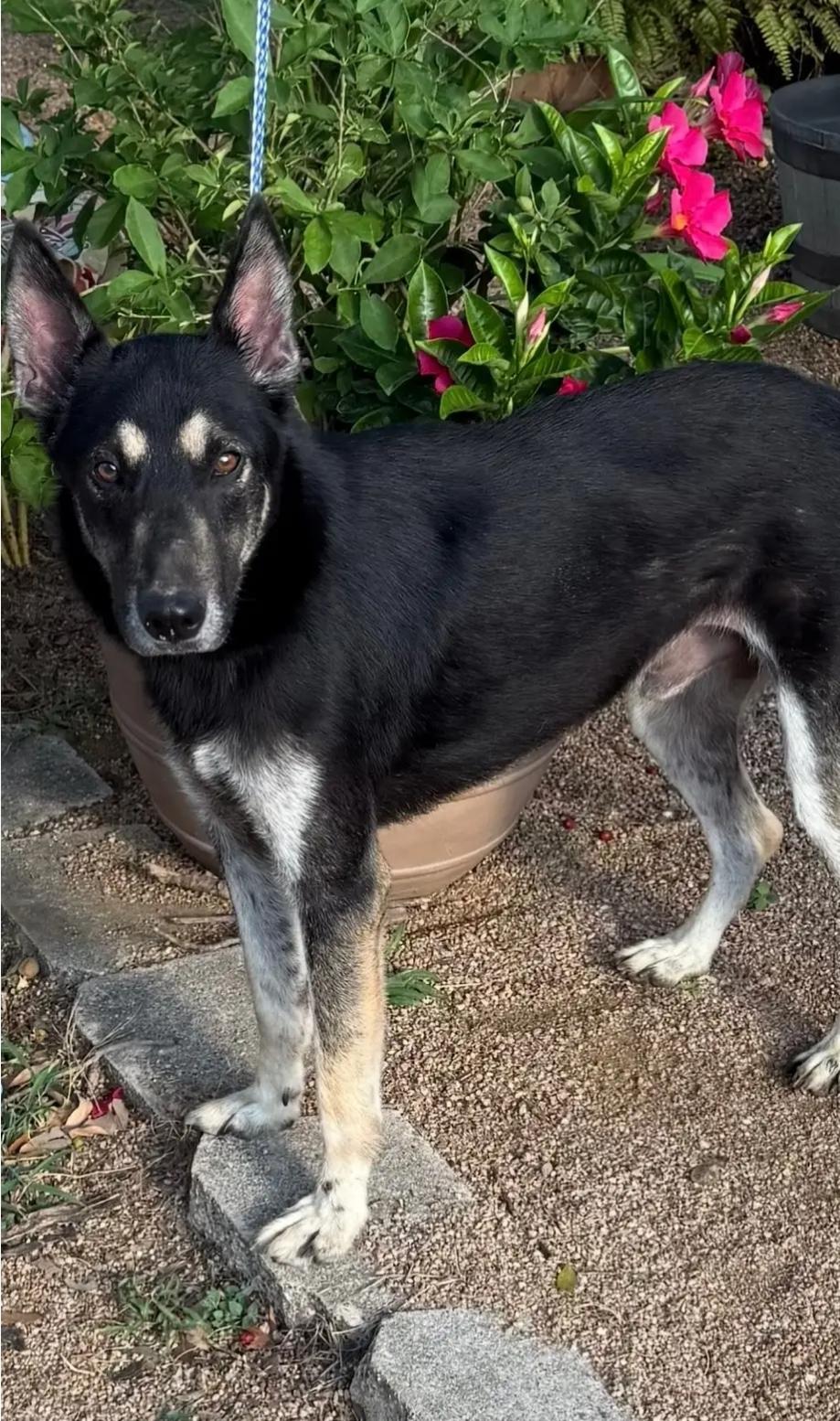 Corey, an adoptable German Shepherd Dog in Garden Valley, ID, 83622 | Photo Image 2