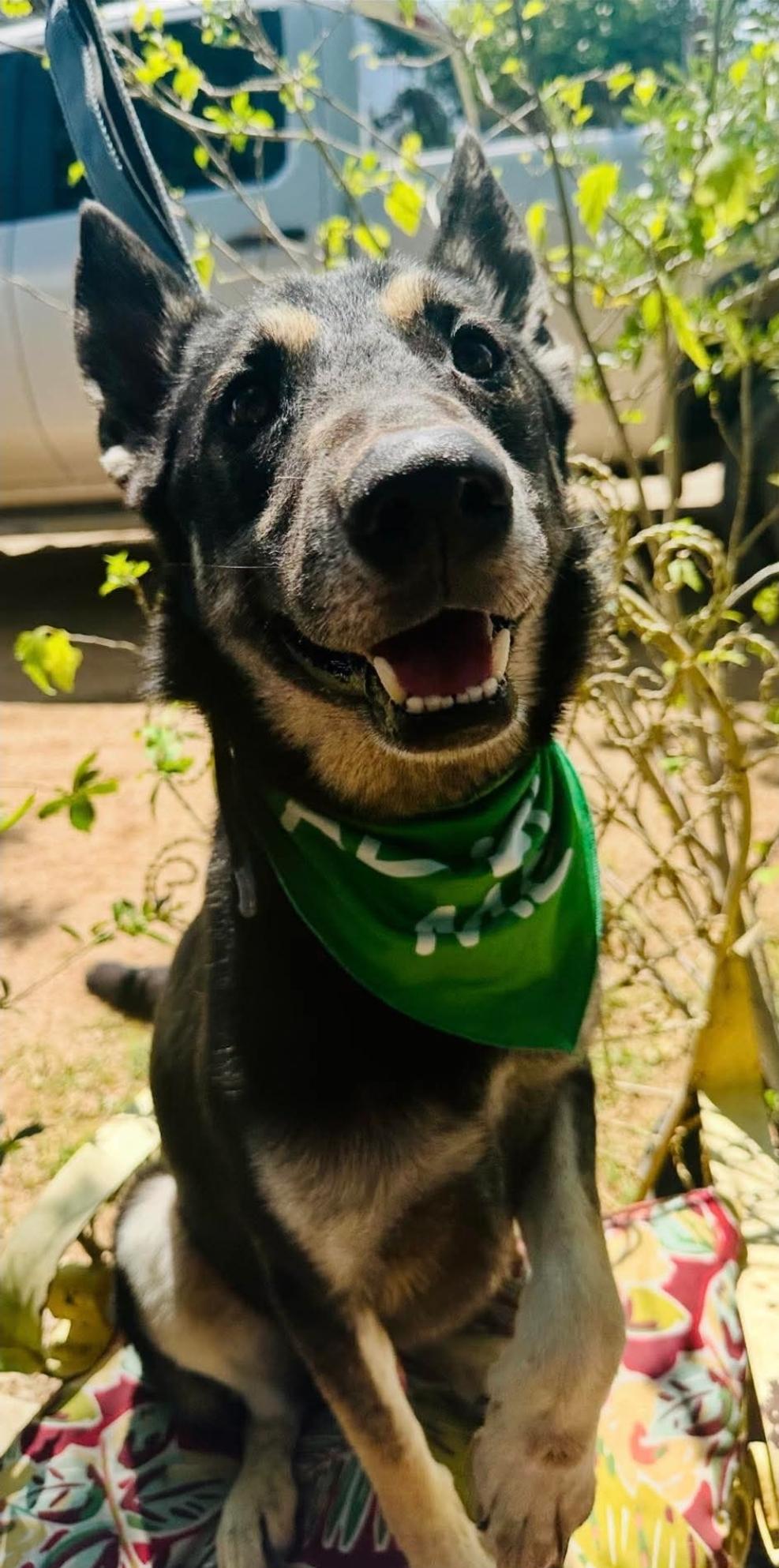 Corey, an adoptable German Shepherd Dog in Garden Valley, ID, 83622 | Photo Image 5