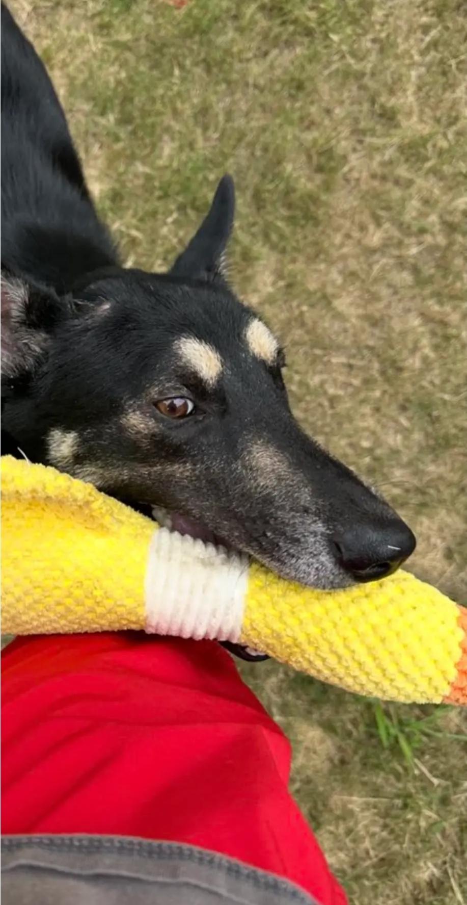 Corey, an adoptable German Shepherd Dog in Garden Valley, ID, 83622 | Photo Image 4
