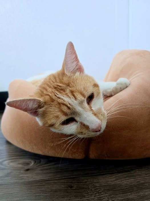 Chowder, adopted, Adult Male Domestic Short Hair.