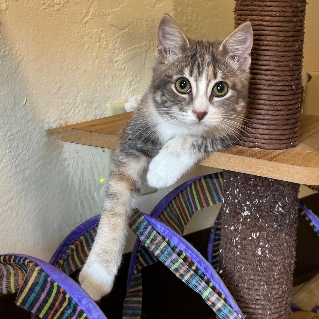 Enlarge Coco-Nut, a Adoptable mixed breed in Cambria, CA image 2/6