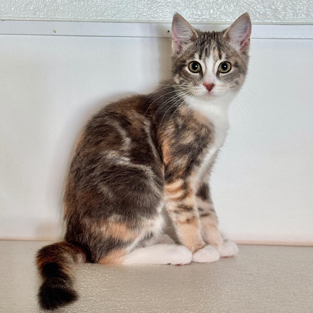 Enlarge Coco-Nut, a Adoptable mixed breed in Cambria, CA image 3/6
