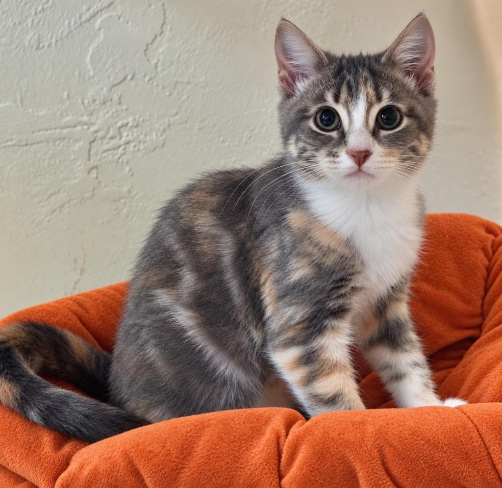 Coco-Nut, Adoptable, Kitten Female Domestic Medium Hair.