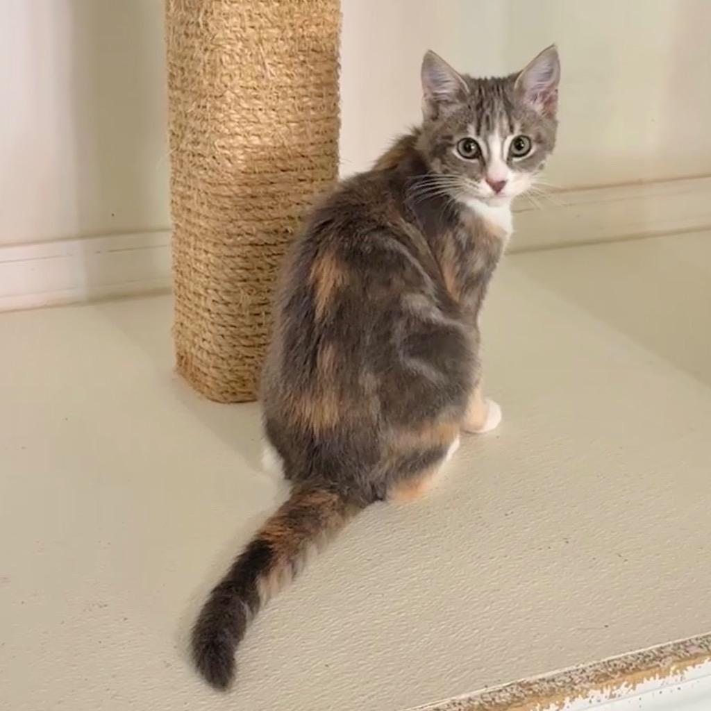 Enlarge Coco-Nut, a Adoptable mixed breed in Cambria, CA image 5/6