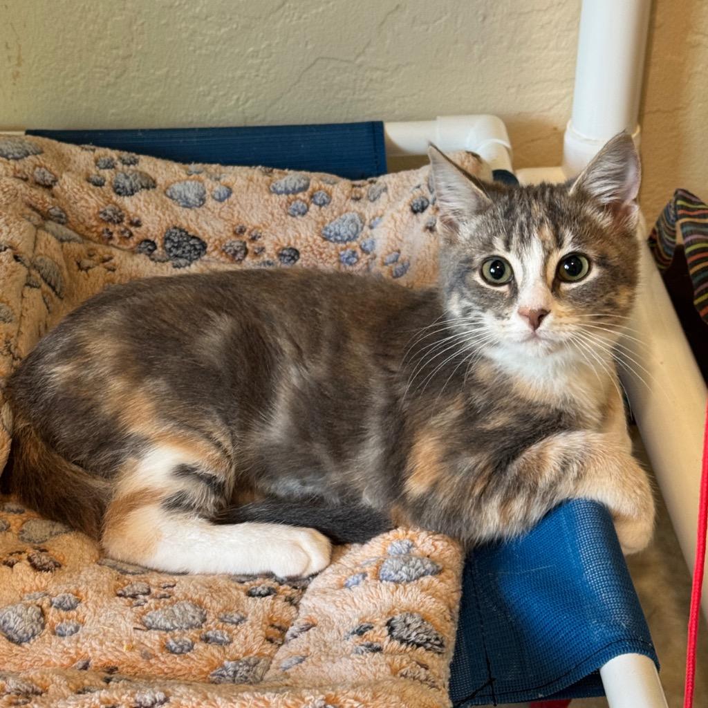 Enlarge Coco-Nut, a Adoptable mixed breed in Cambria, CA image 6/6
