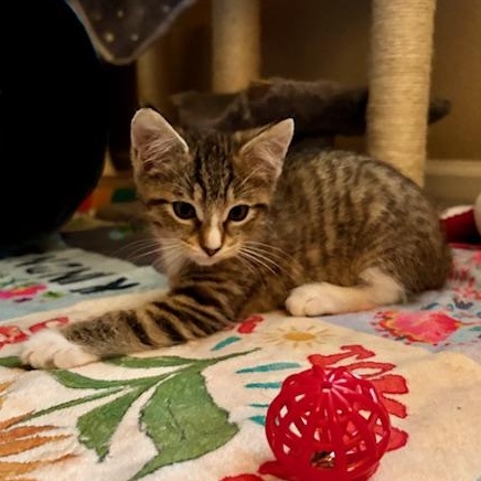 Enlarge Rhonda, an adopted mixed breed in Antioch, CA image 3/4