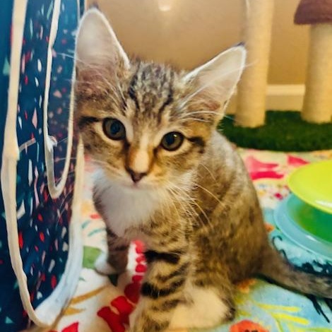 Enlarge Rhonda, an adopted mixed breed in Antioch, CA image 4/4