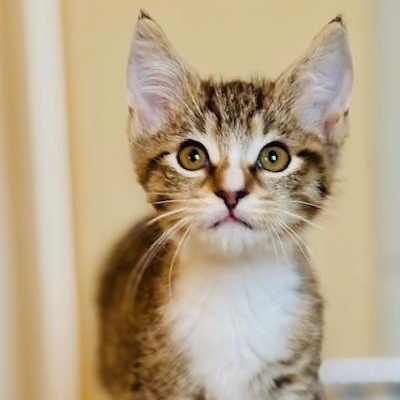 Rhonda, adopted, Kitten Female Tabby & Domestic Short Hair.