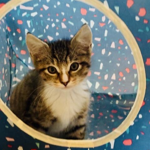 Enlarge Rhonda, an adopted mixed breed in Antioch, CA image 2/4