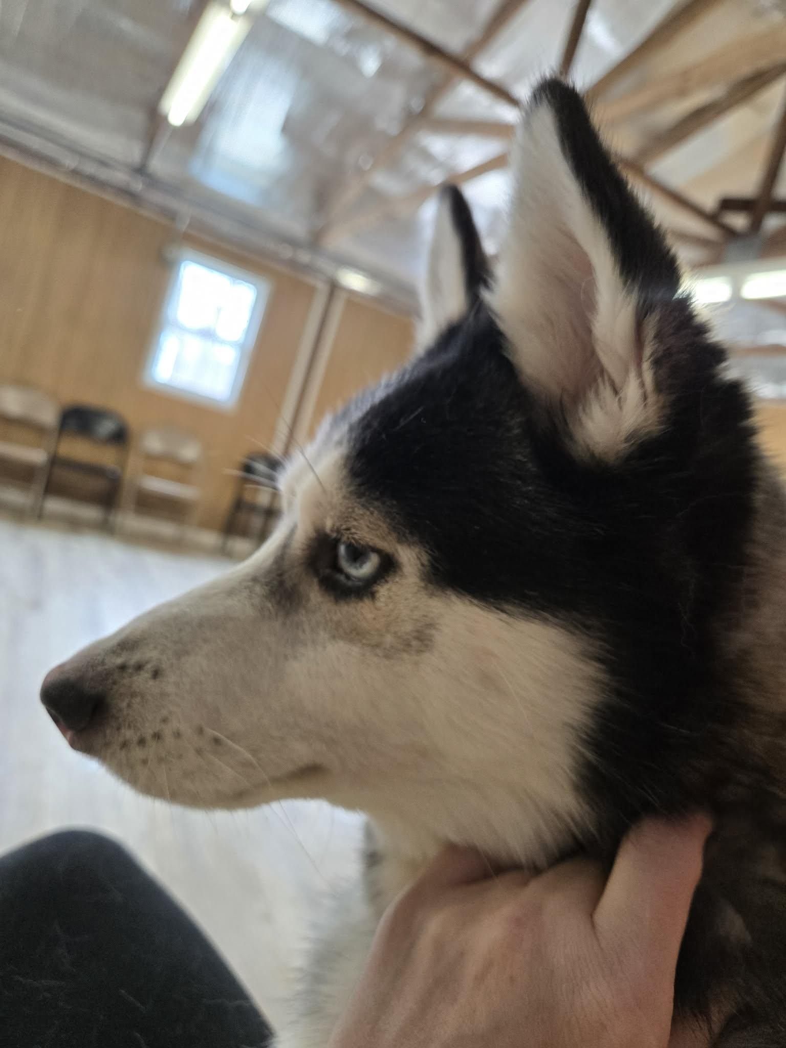 Enlarge Thumper, a ADOPTABLE mixed breed in North Olmsted, OH image 2/2