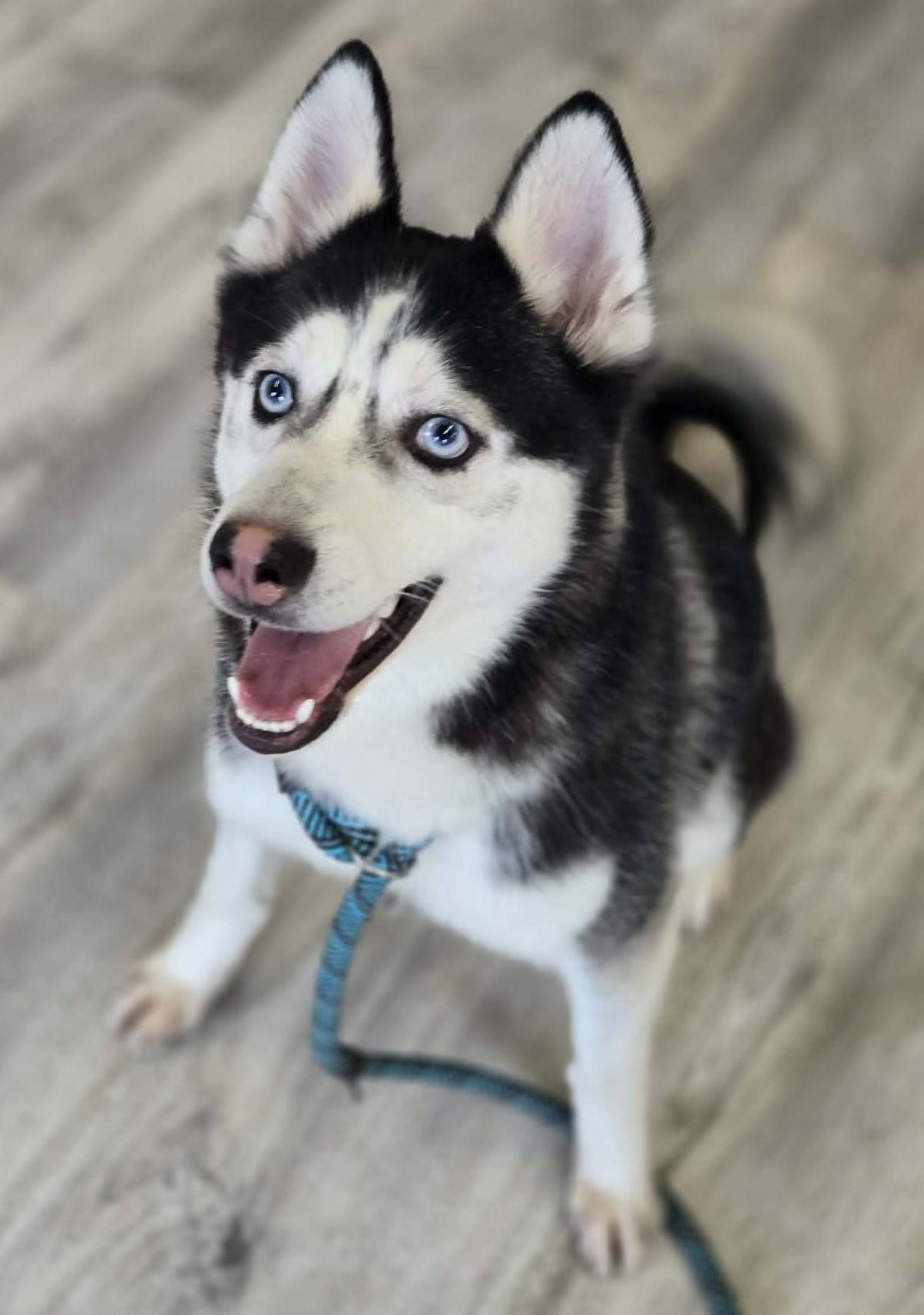 Thumper, ADOPTABLE, Young Male Pomsky & Husky.
