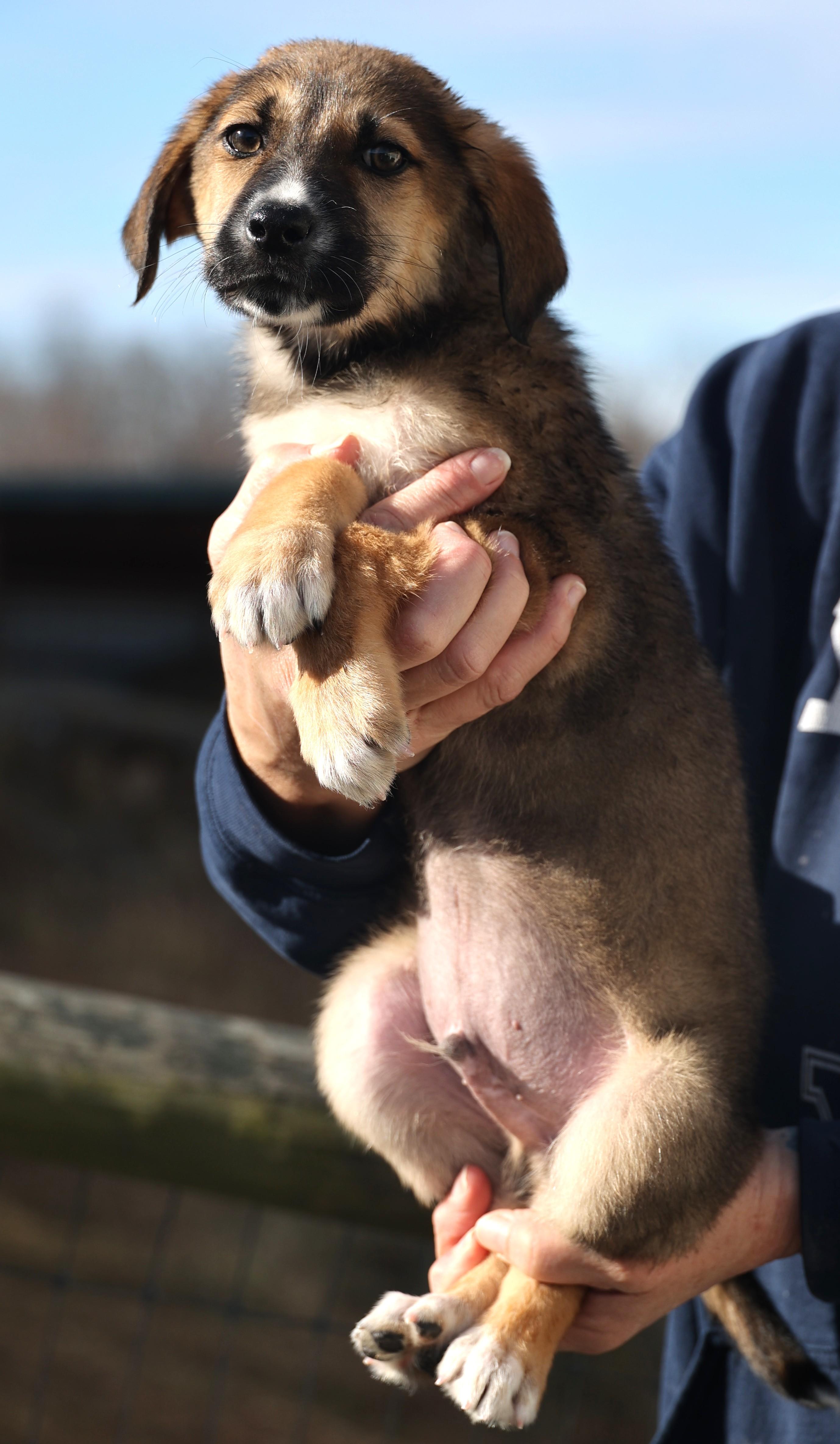 Enlarge Earl-Available 1/18@Petsmart! www.lhar.dog to apply! , an adoptable mixed breed in Frederick, MD image 5/6