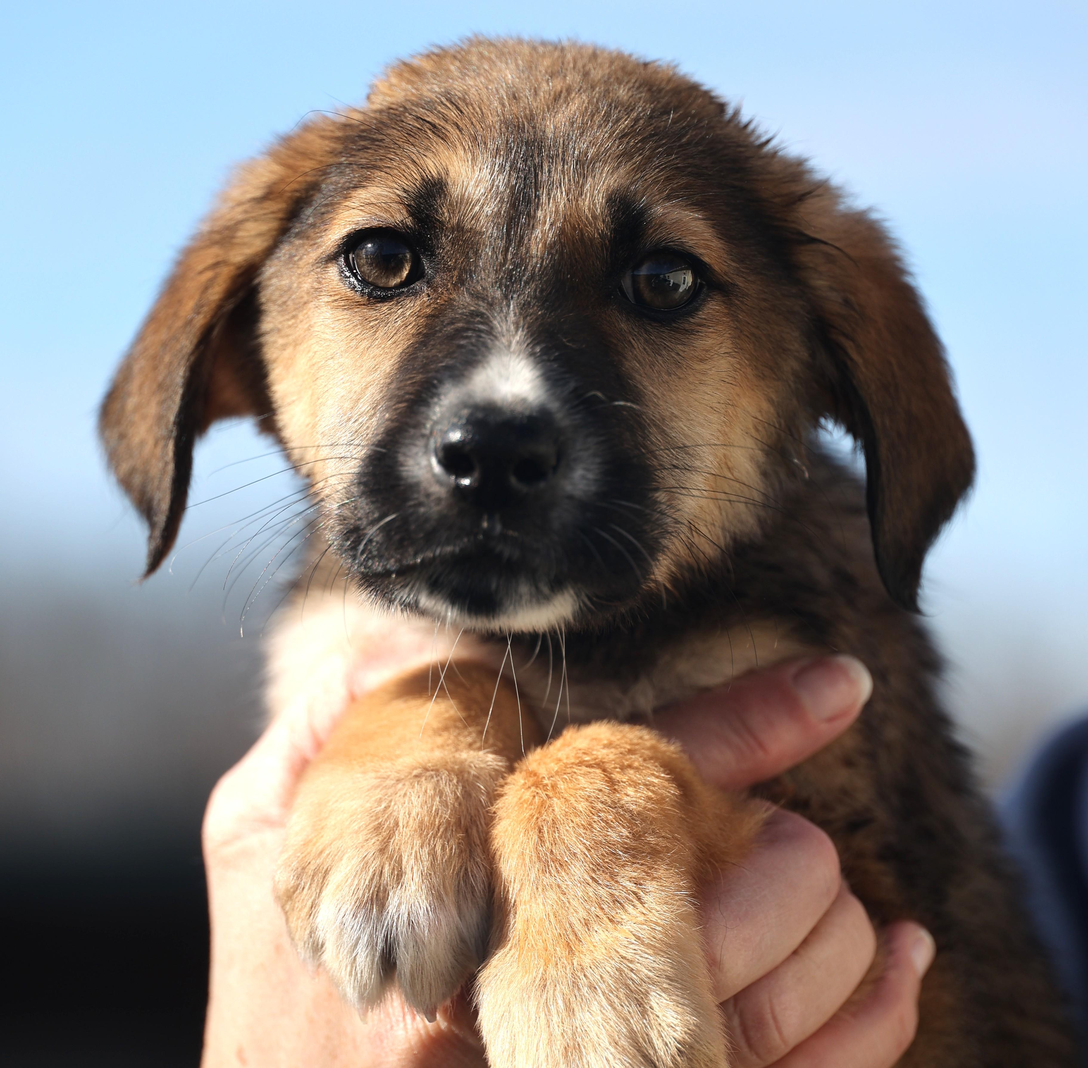 Enlarge Earl-Available 1/18@Petsmart! www.lhar.dog to apply! , an adoptable mixed breed in Frederick, MD image 2/6