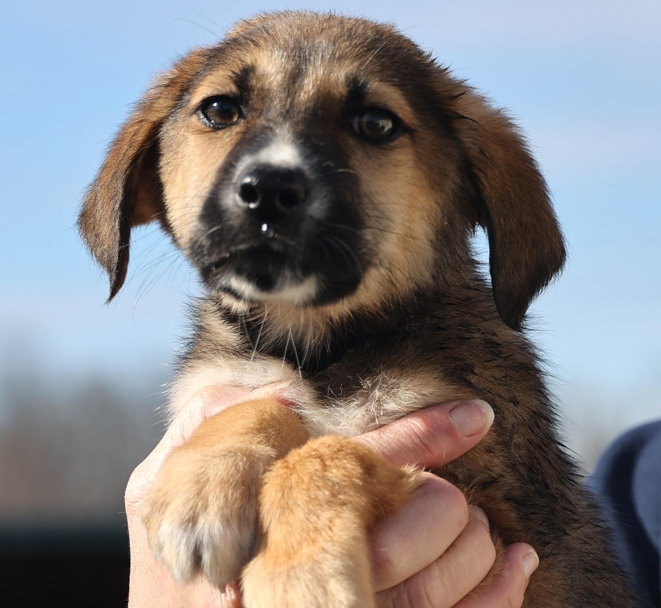Enlarge Earl-Available 1/18@Petsmart! www.lhar.dog to apply! , an adoptable mixed breed in Frederick, MD image 4/6