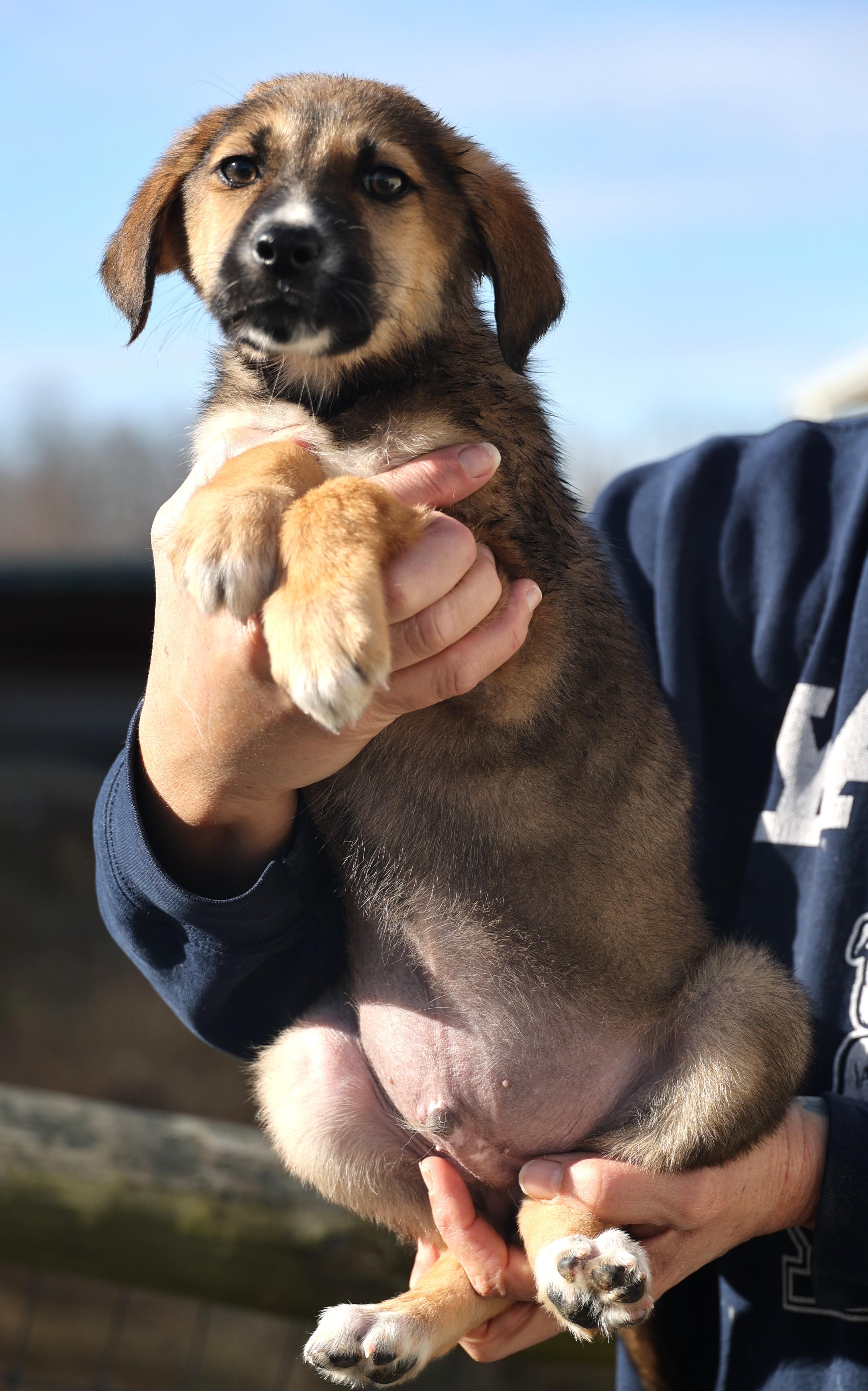Enlarge Earl-Available 1/18@Petsmart! www.lhar.dog to apply! , an adoptable mixed breed in Frederick, MD image 3/6