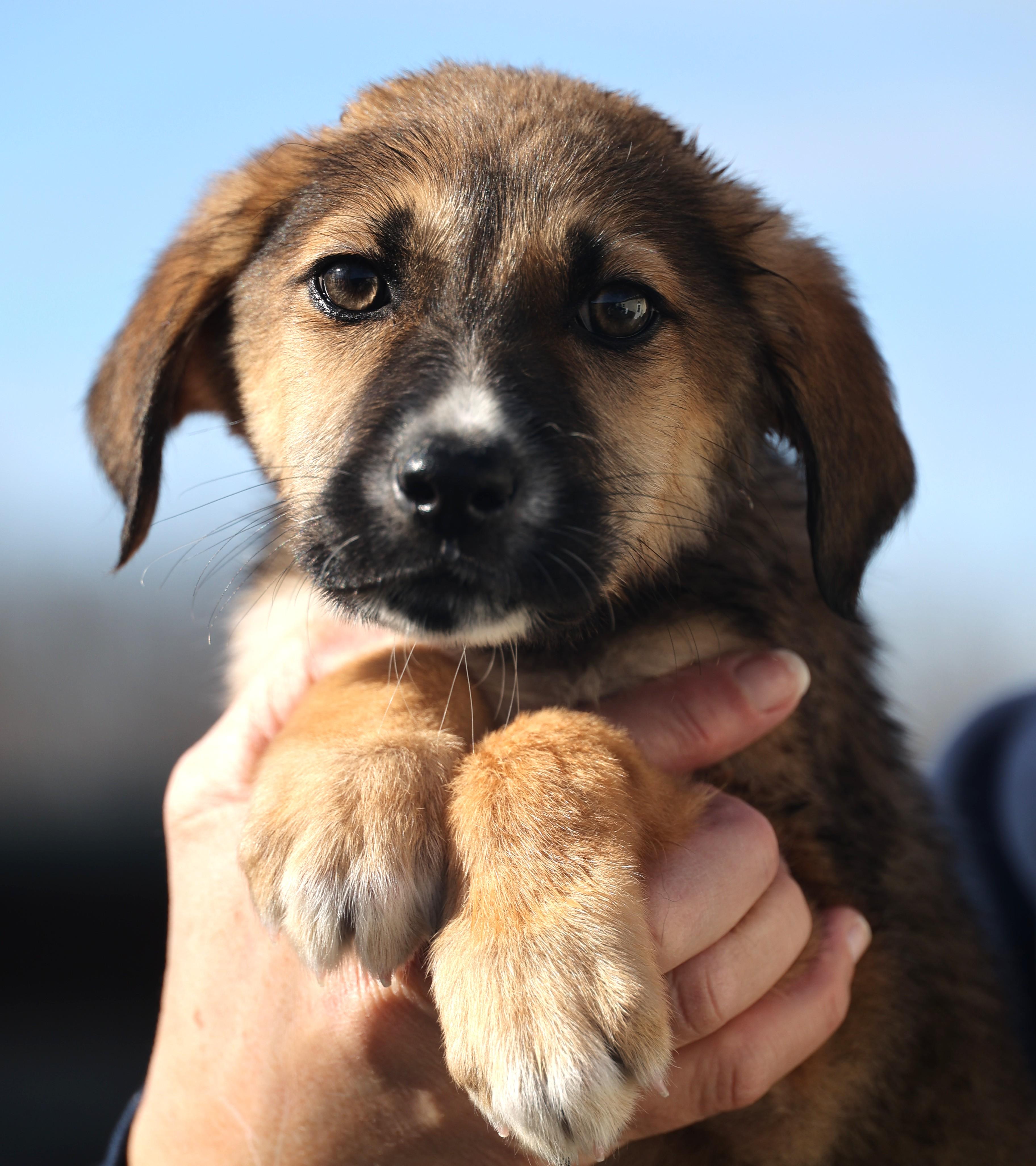 Enlarge Earl-Available 1/18@Petsmart! www.lhar.dog to apply! , an adoptable mixed breed in Frederick, MD image 1/6