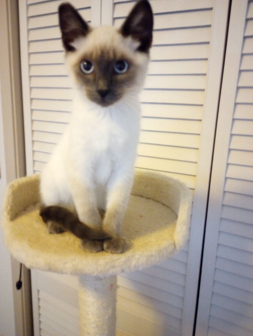 Vinnie, Adopted, Kitten Male Siamese.