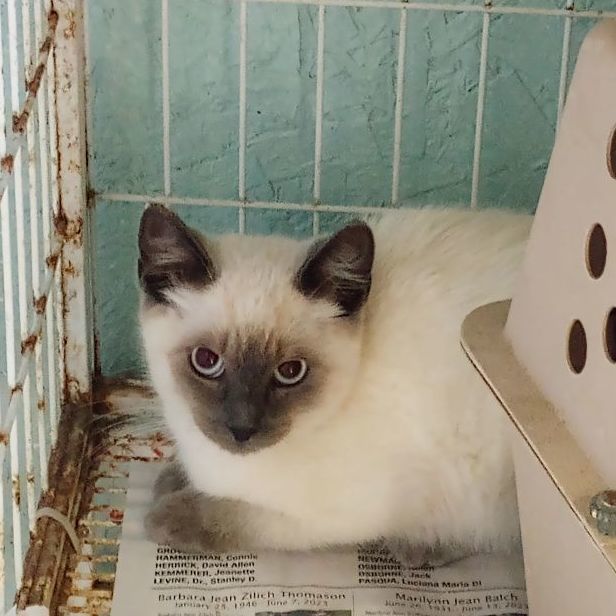 Enlarge Vinnie, a Adopted mixed breed in Santa Rosa, CA image 2/4