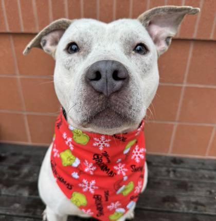 Dough, Adoptable, Adult Male Pit Bull Terrier & Mixed Breed.