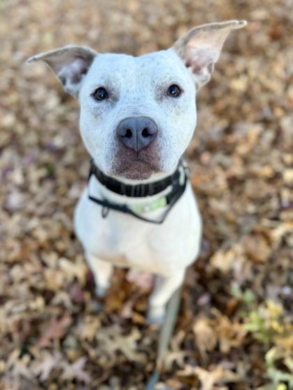 Enlarge Dough, a Adoptable mixed breed in Valley View, OH image 2/3